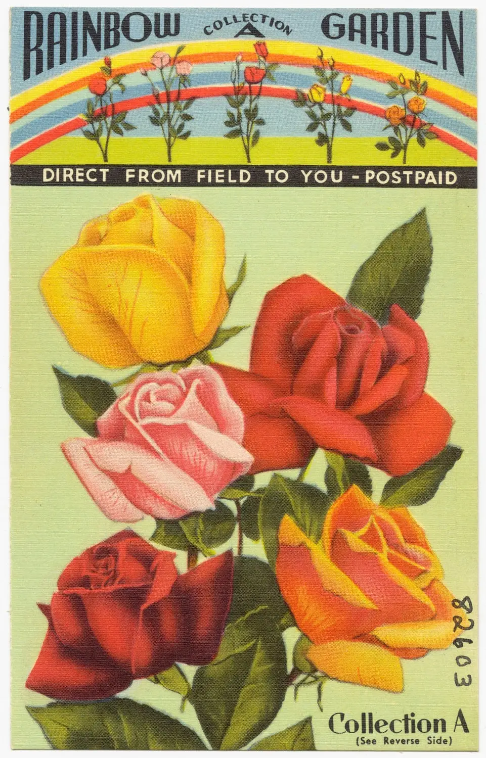 A postcard printed in color: painted roses in yellow, red, pink and orange under a rainbow banner reading Rainbow Garden Collection, Direct From Field to You, Postpaid. At the foot, Collection A.