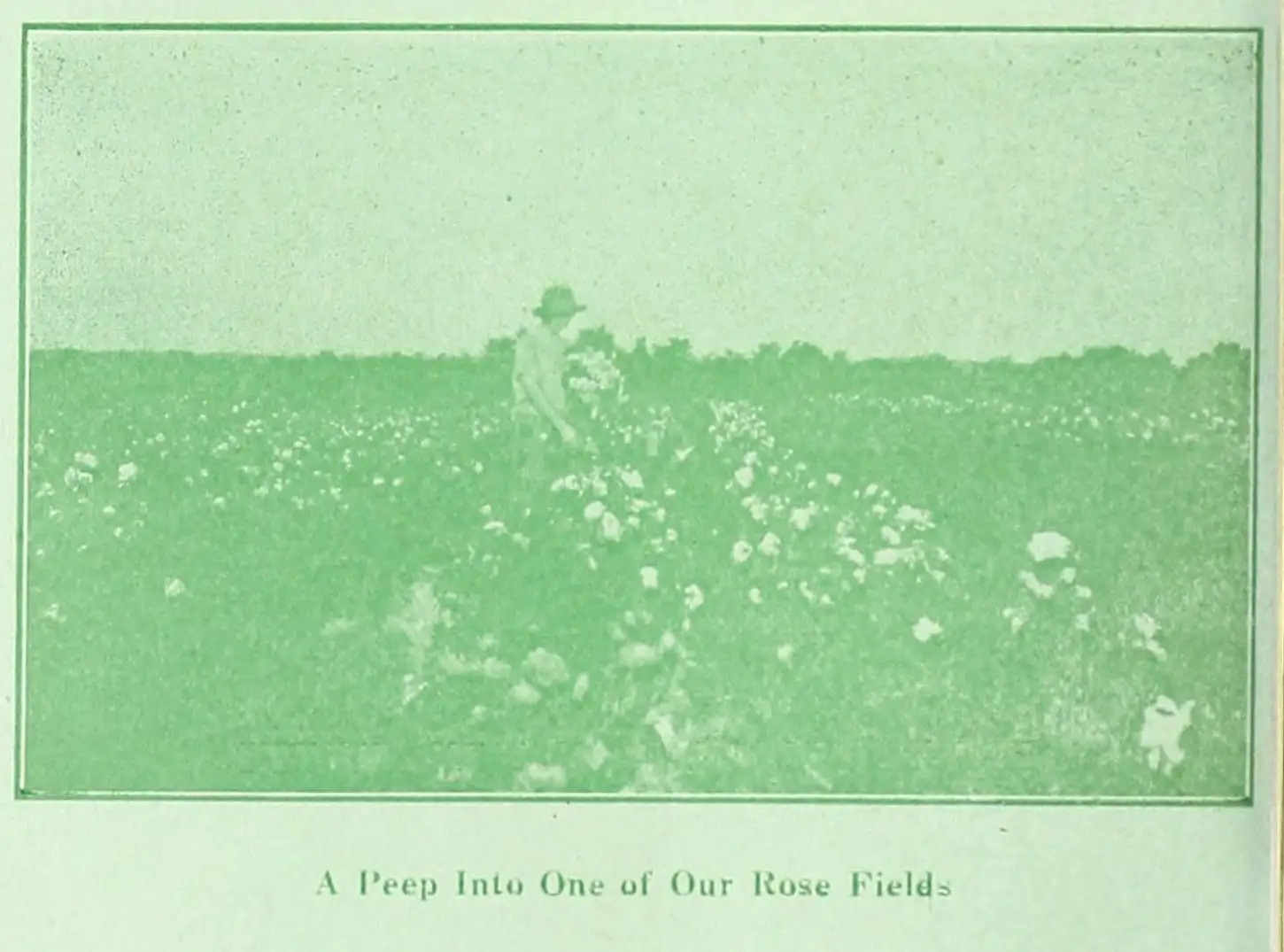 A halftone photograph printed in green: a figure in a wide-brimmed hat stands among rows of blooming rose bushes in a flat field, with a line of trees behind. Printed beneath: A Peep Into One of Our Rose Fields.