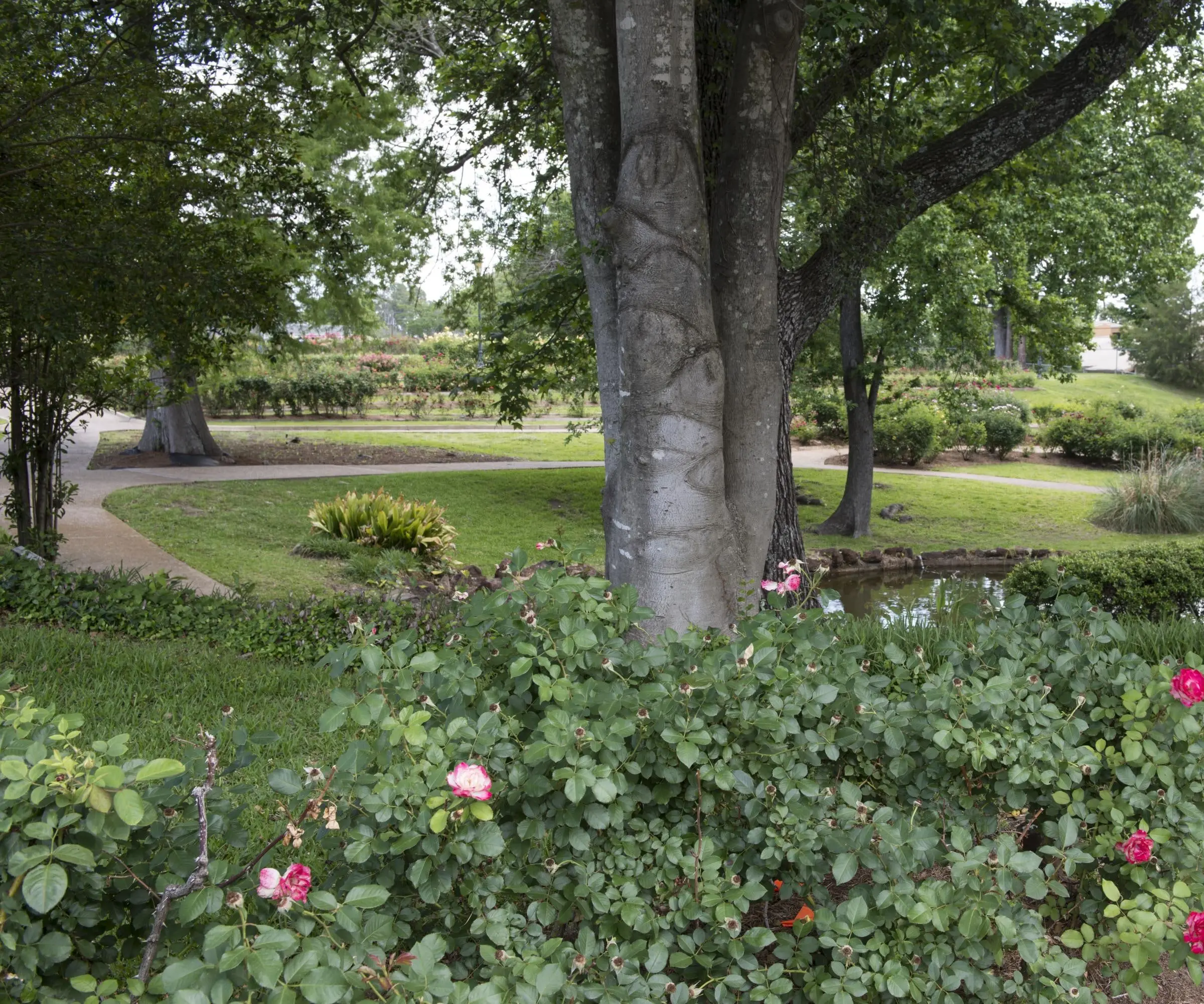 Rose bushes with pink and red blooms in the foreground and a broad tree trunk; beyond, lawns, curving walks, a pond and rose beds under tall trees.