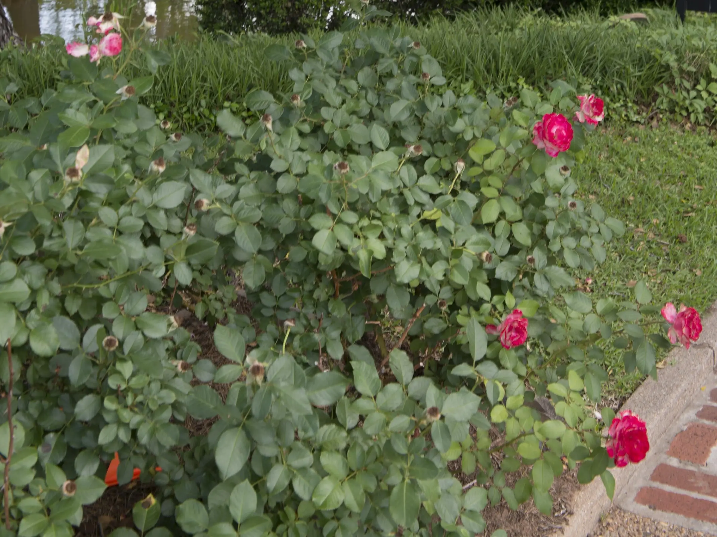 A rose bush with deep pink blooms beside a brick-edged walk, a clipped hedge and a pond behind it.