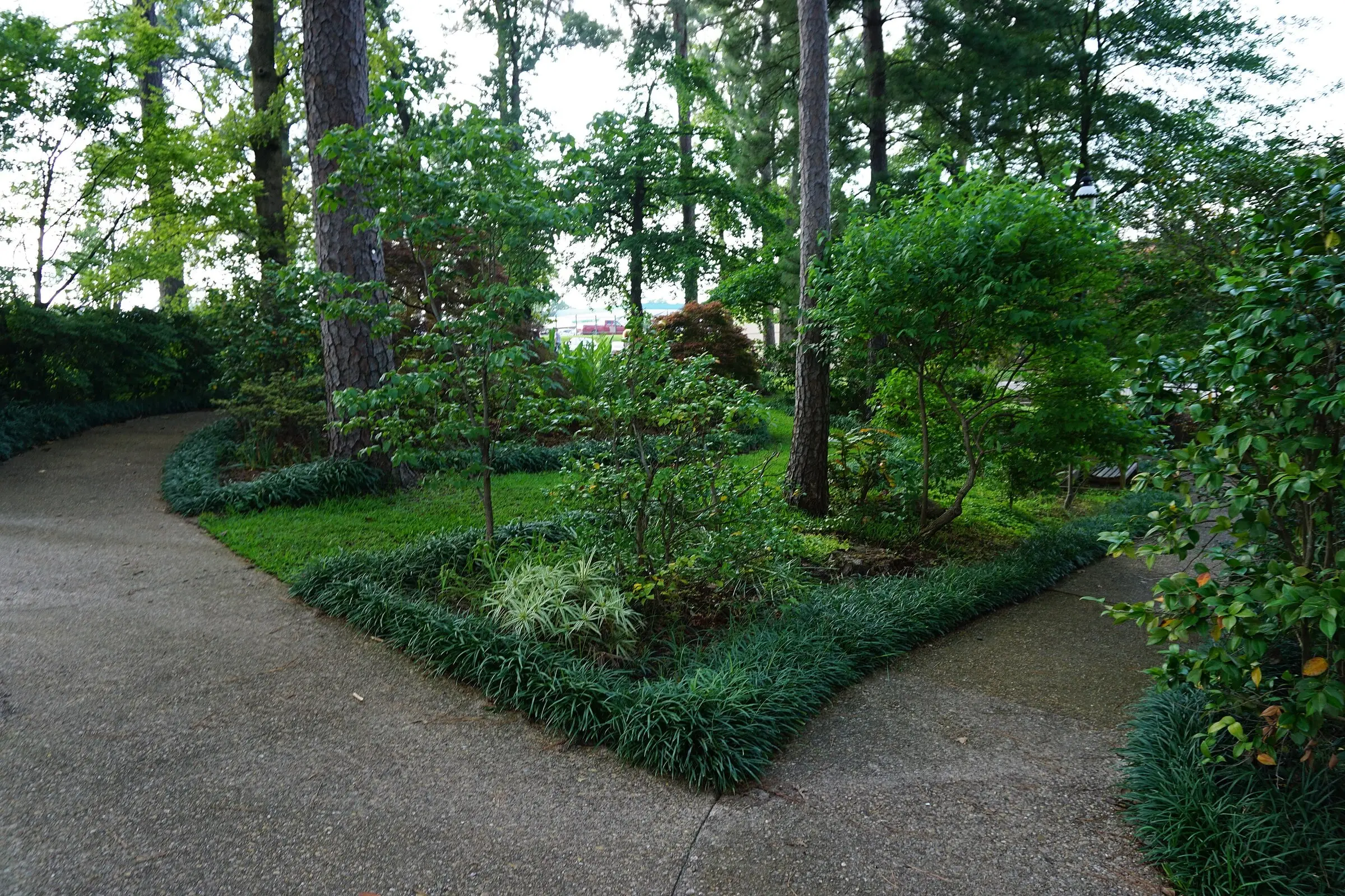 A curving walk through a shady planting of tall trees, shrubs and edged ground cover.